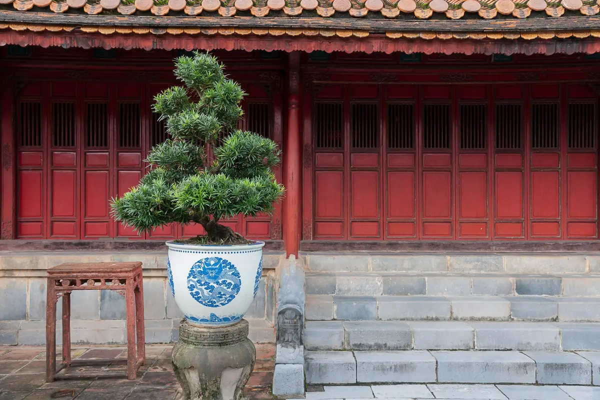 Ein Bonsai vor roten Türen am Grab von Minh Mang